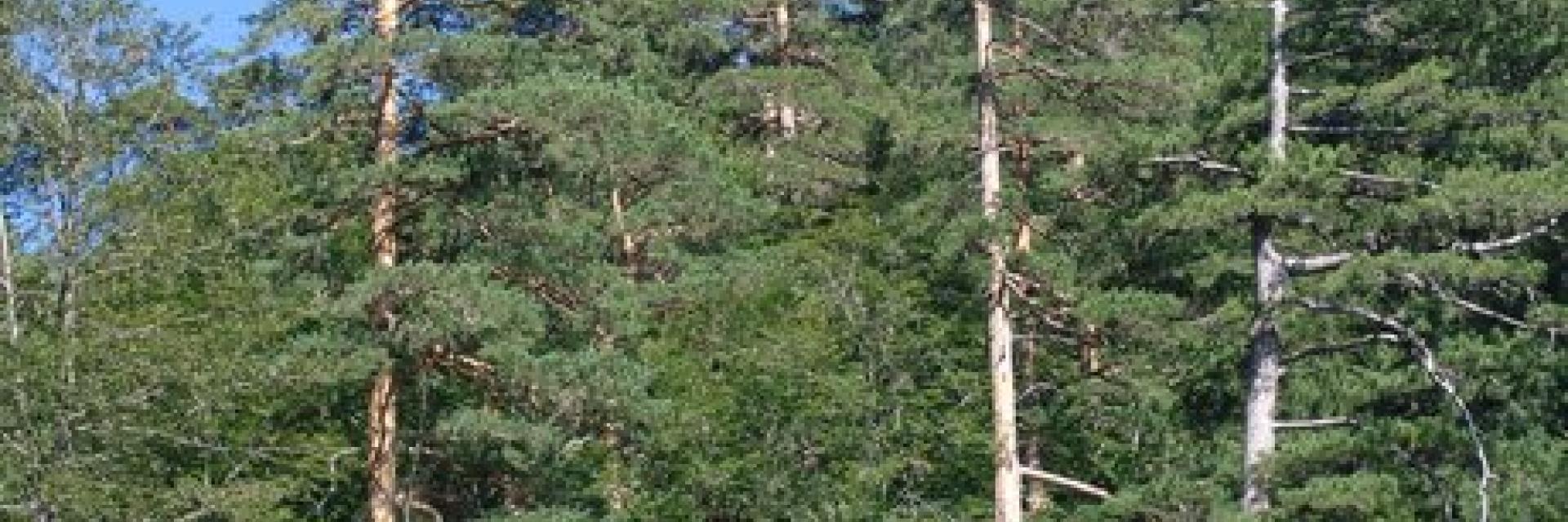 Sarıçam (Pinus sylvestris L.)