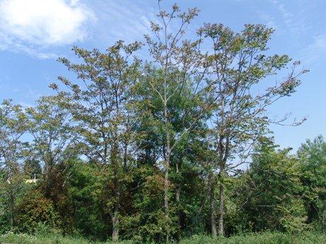 Kokarağaç / Cennet ağacı (Ailanthus altissima (Mill.) Swingle.)
