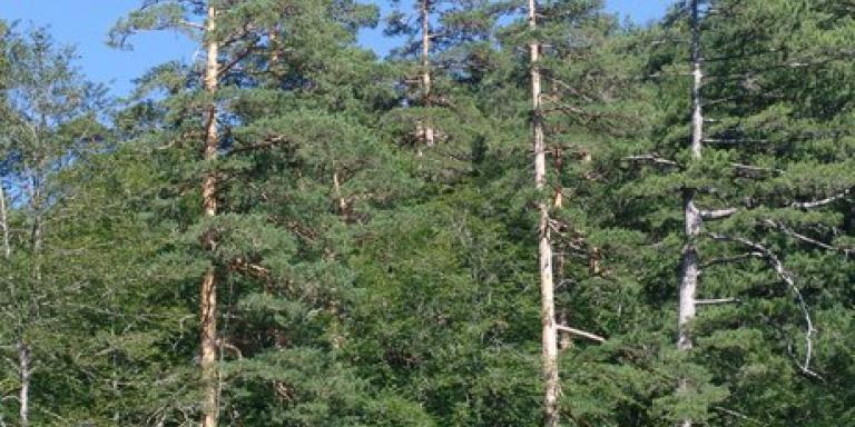 Sarıçam (Pinus sylvestris L.)