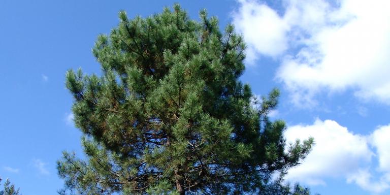 Sahil Çamı (Pinus pinaster Aiton.) 