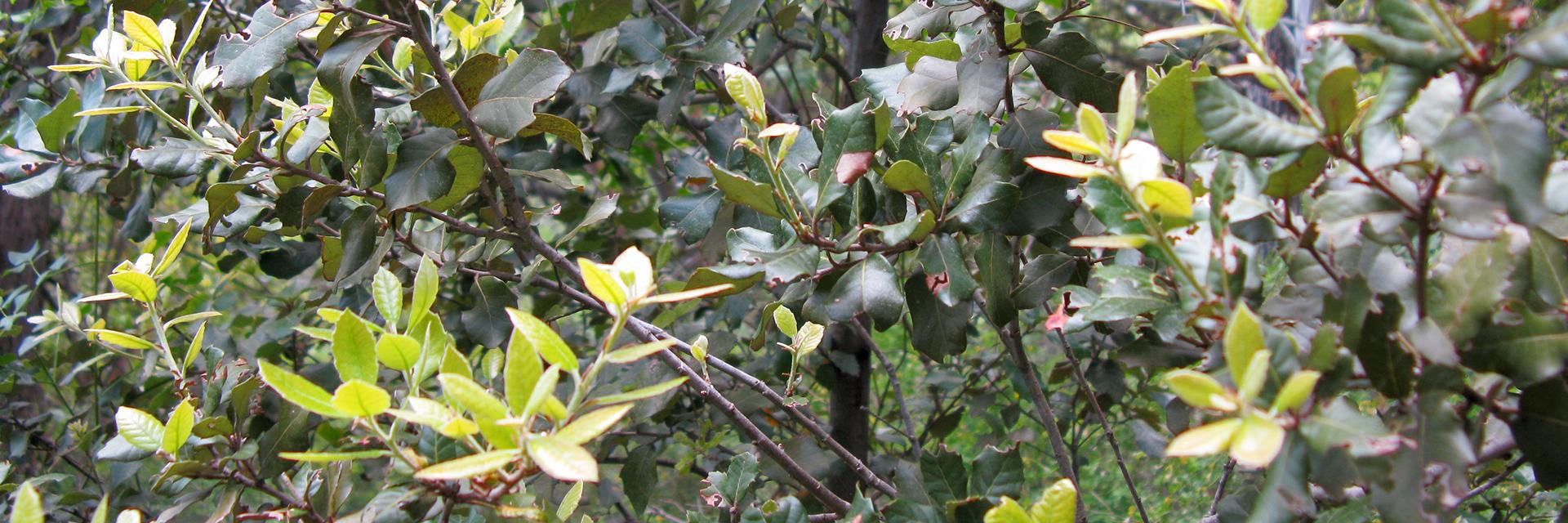 Mantar meşesi (Quercus suber L.)