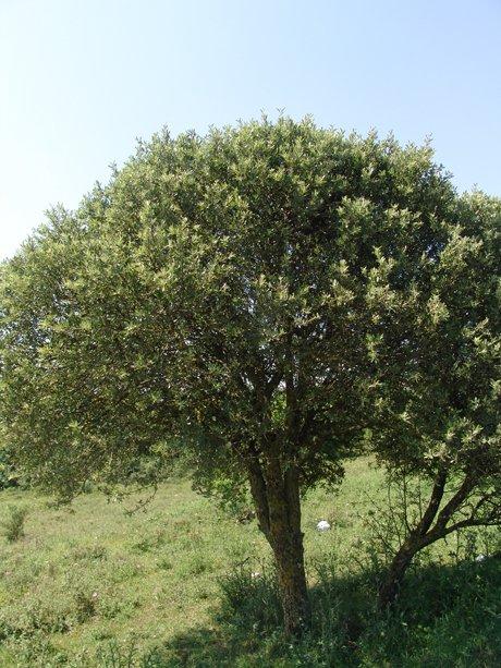 Ahlat (Pyrus salicifolia Pallas)