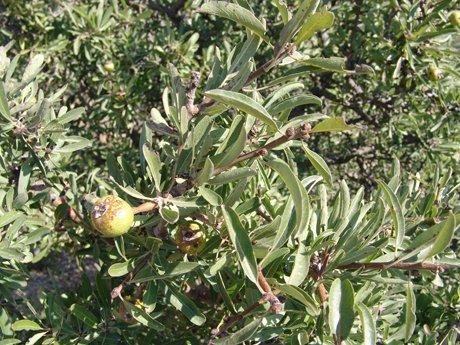 Ahlat (Pyrus salicifolia Pallas)
