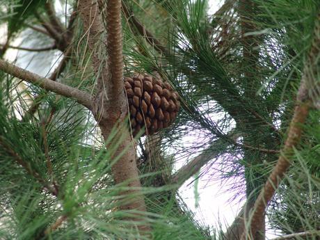 Fıstık çamı (Pinus pinea L.)