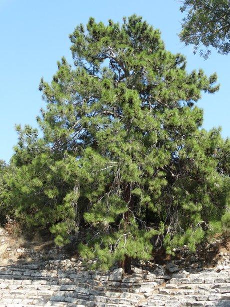Kızılçam (Pinus brutia)