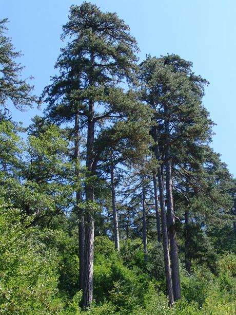 Karaçam (Pinus Nigra)