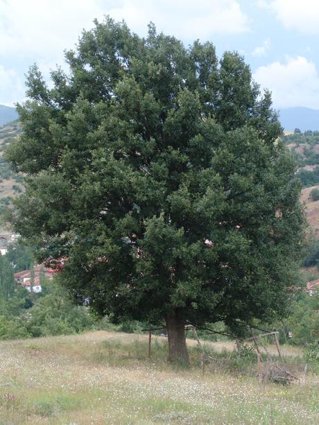 Meşe (Quercus L.)