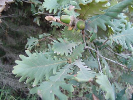 Meşe (Quercus L.)