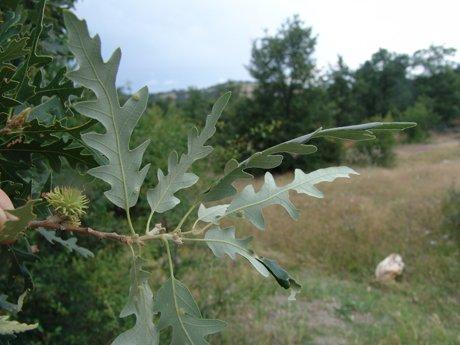 Saçlı Meşe (Quercus cerris L.)
