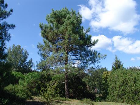Sahil Çamı (Pinus pinaster Aiton.)