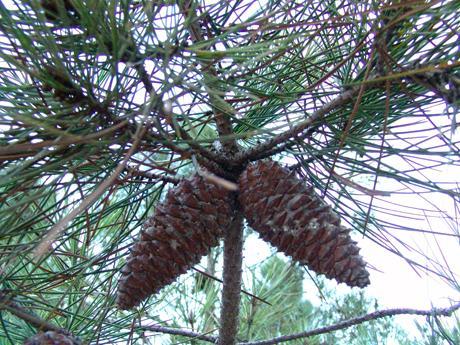 Sahil Çamı (Pinus pinaster Aiton.)
