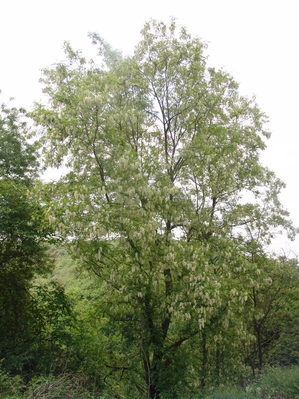 Yalancı Akasya (Robinia pseudo-acacia L.)
