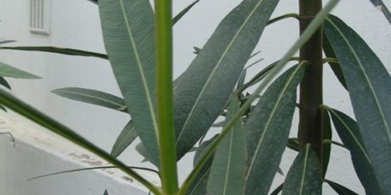 Zakkum (Nerium oleander L.)