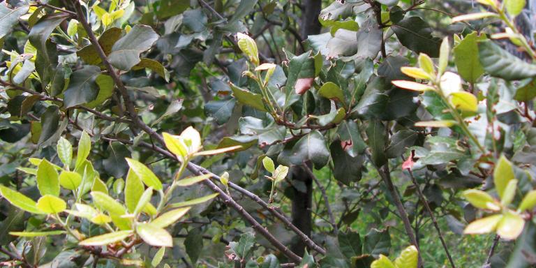 Mantar meşesi (Quercus suber L.)